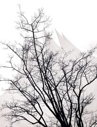 Low angle view of bare trees against sky