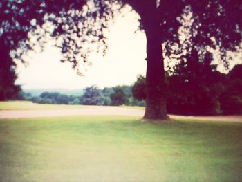 Trees on grassy field