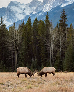 Reindeers fighting against trees