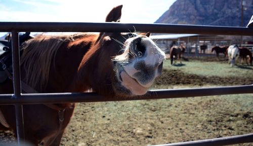 Close-up of horse in ranch