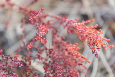 Close-up of red flowering plant