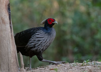 Close-up of bird perching on wood