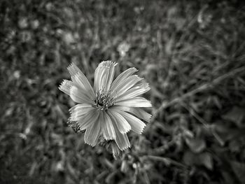 Close-up of flower blooming outdoors