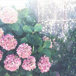 Close-up of pink rose blooming outdoors