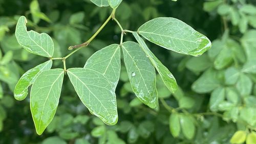 Close-up of raindrops on leaves