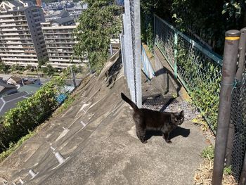 High angle view of a cat