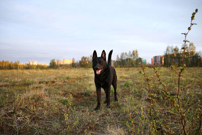 Black dog in a field