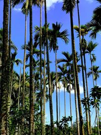 Low angle view of coconut palm trees against sky