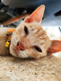 Close-up portrait of a cat