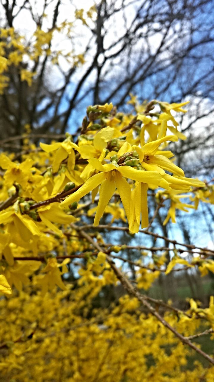 yellow, flower, growth, fragility, tree, freshness, beauty in nature, nature, branch, focus on foreground, season, petal, close-up, selective focus, blossom, day, in bloom, springtime, blooming, outdoors