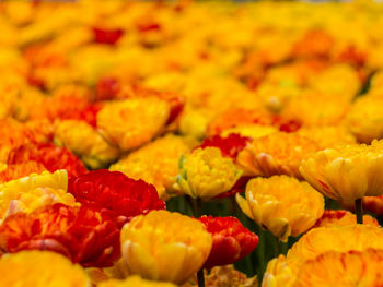 Full frame shot of vegetables