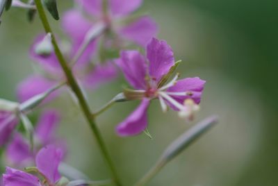 Close-up of pink flower