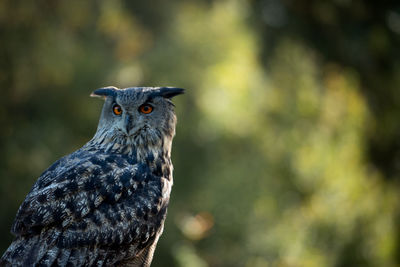 Close-up of owl perching on tree