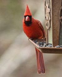 Close-up of bird perching on red
