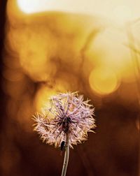 Close-up of wilted flower