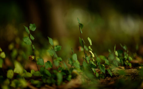 Close-up of fresh green leaves on field