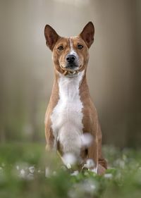 Close-up of basenji