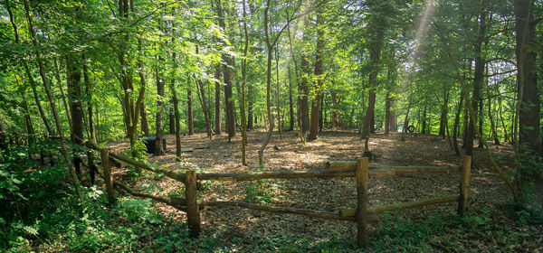 View of trees in forest