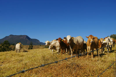 View of cows on field against clear blue sky