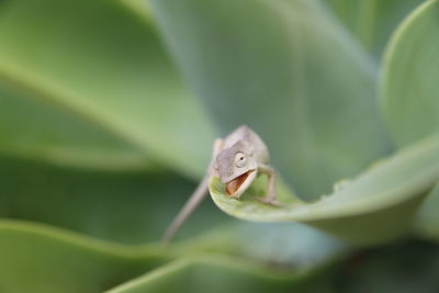 Close-up of frog on leaf