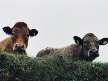 Portrait of cow on field against sky