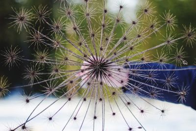 Low angle view of cactus flowers