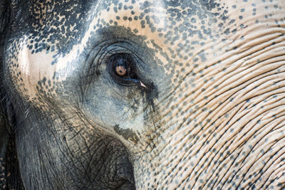 Close-up of elephant