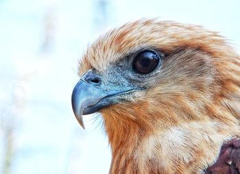 Close-up of a bird looking away