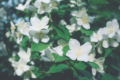 Close-up of white flowering plant