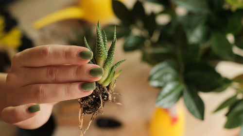 Close-up of hand holding plant