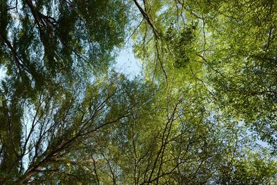 Low angle view of trees in forest against sky