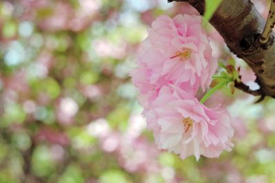 Close-up of pink flowers on tree