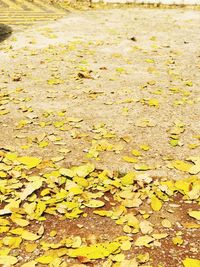 Close-up of dry leaves fallen on yellow leaf during autumn