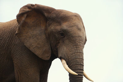 Close-up of african elephant against clear sky