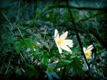 Close-up of white flowers blooming outdoors