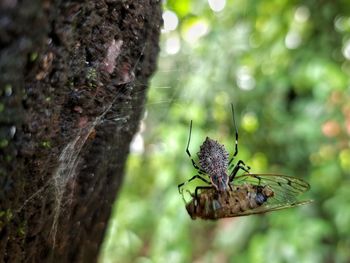 Close-up of spider feeding on an insect 