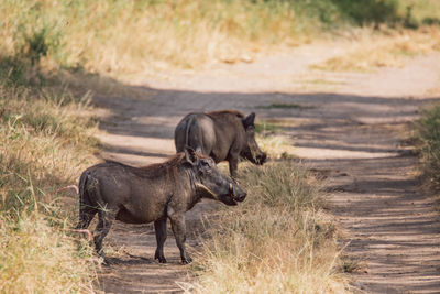 Side view of pig on field