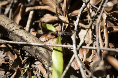 Close-up of dry leaves on field