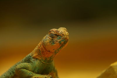 Close-up of a lizard looking away