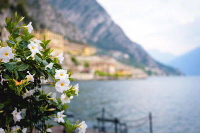 flowering plant