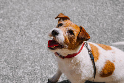 A small jack russell terrier dog walking with his owner in a city alley. outdoor pets