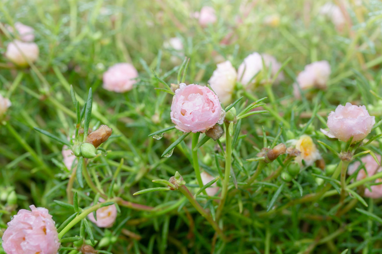 CLOSE-UP OF PINK FLOWERING PLANTS ON LAND