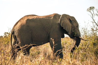 Side view of elephant on field against sky