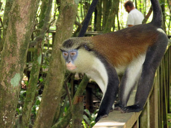Monkey sitting on a handrail in forest
