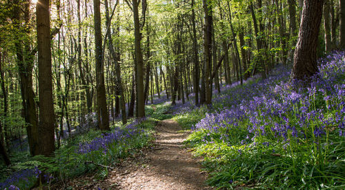 Dirt road amidst trees in forest