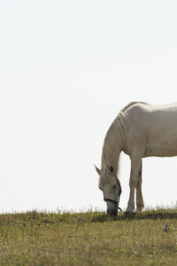 View of horse grazing on field