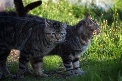 Two twin cats in grassy field