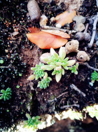 Close-up of plant