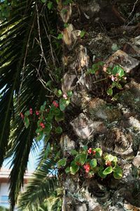 Plant growing on a tree