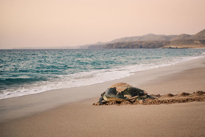 Huge green turtle heading back to ocean after having laid eggs on beach in oman.